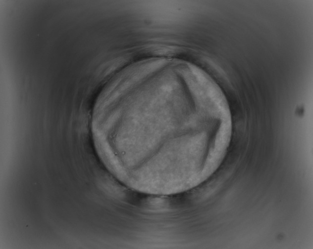 X0000101120325200807172006