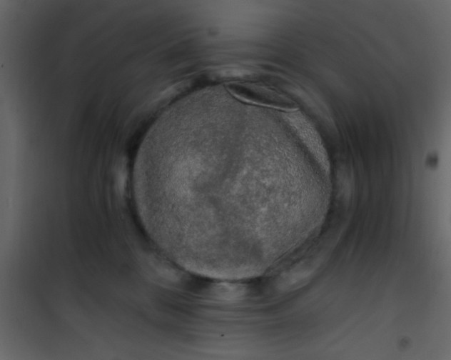 X0000101120328200807172006