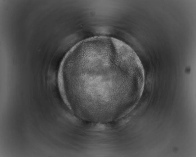 X0000101120330200807172006