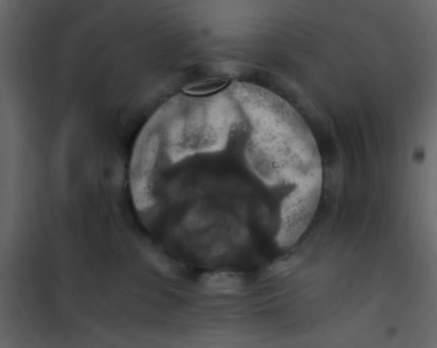 X0000101120331200807172006