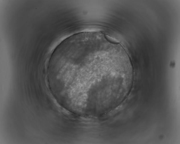 X0000101120337200807172005