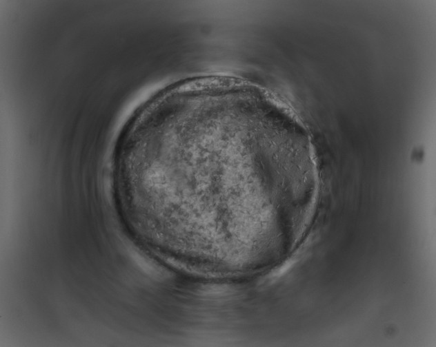 X0000101120342200807172005
