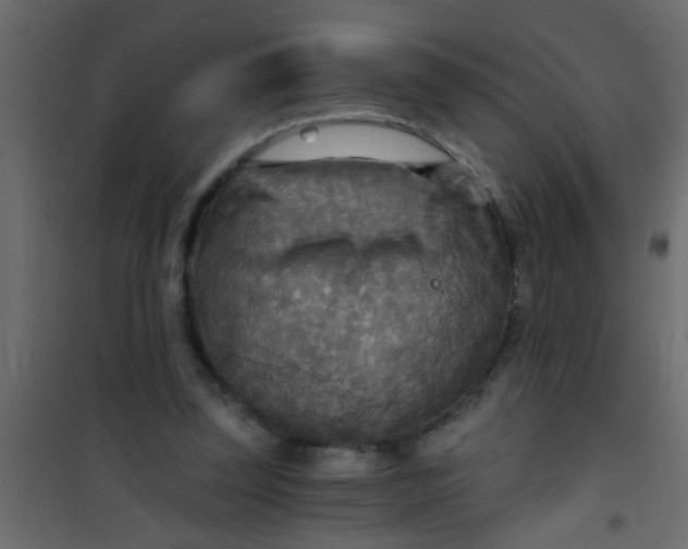 X0000101120347200807172005