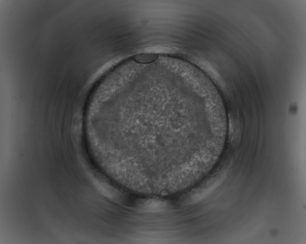 X0000101120348200807172005