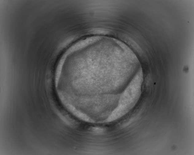 X0000101120352200807172005
