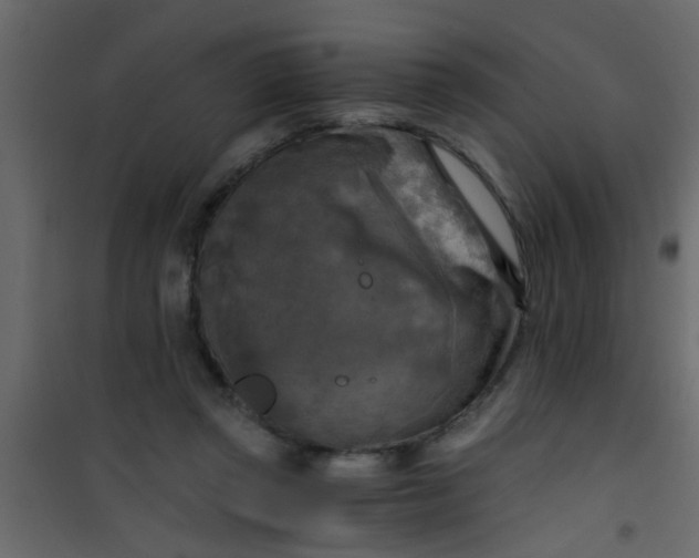 X0000101120357200807172006