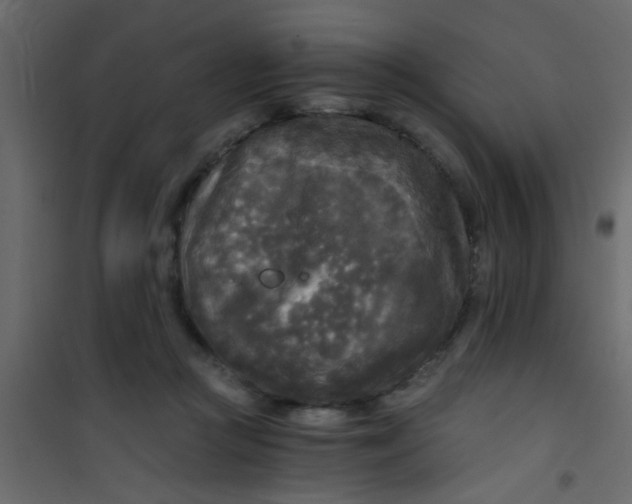 X0000101120361200807172006