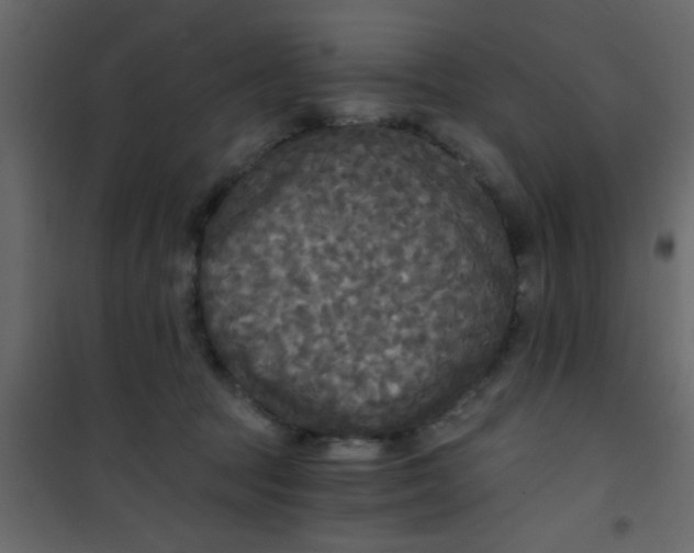 X0000101120369200807172006