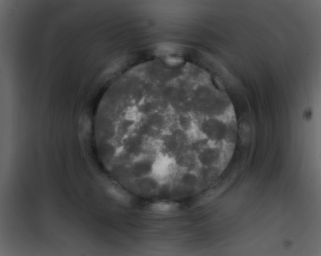 X0000101120375200807172006