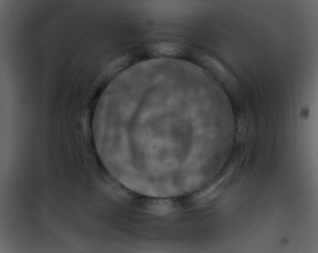 X0000101120377200807172006