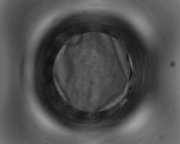 X0000101120383200807172006