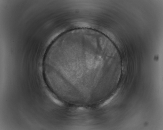 X0000101120390200807172005