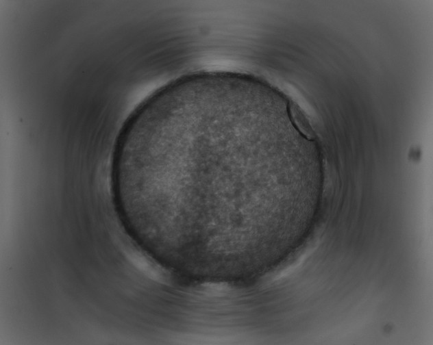 X0000101120391200807172005