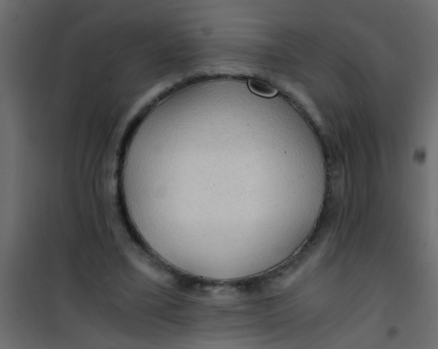 X0000101120395200807172005