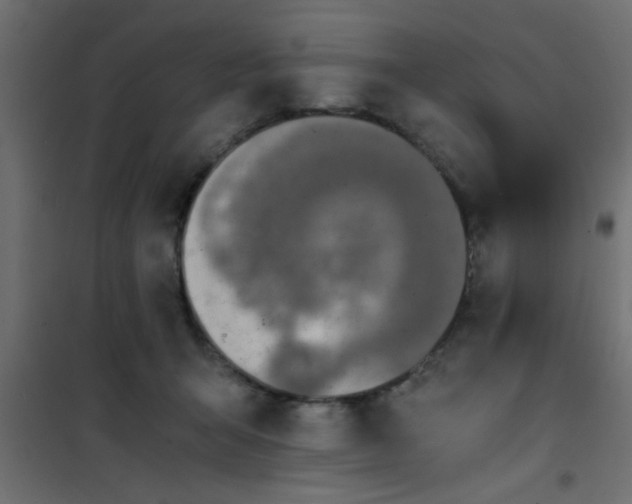 X0000101120415200807172005