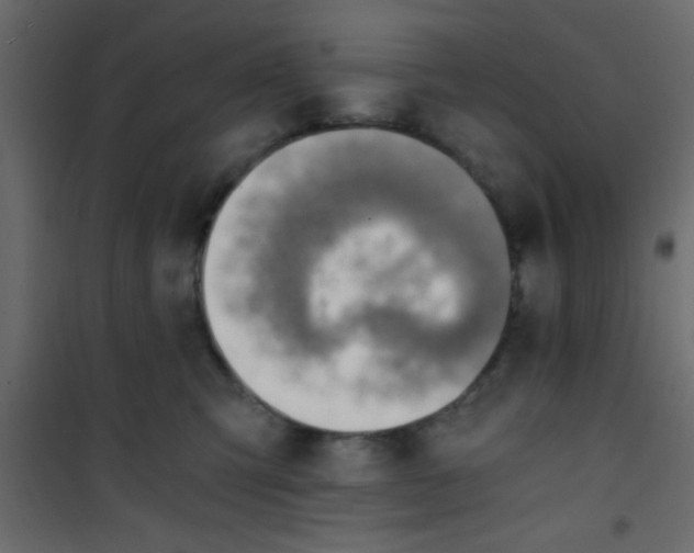 X0000101120423200807172005