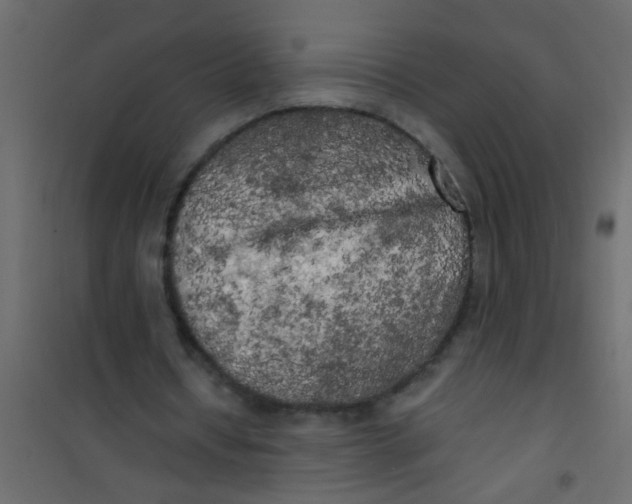 X0000101120434200807172004