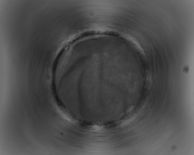 X0000101120496200807172003