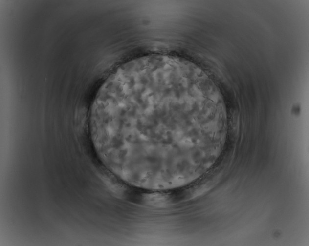 X0000101120511200807172003