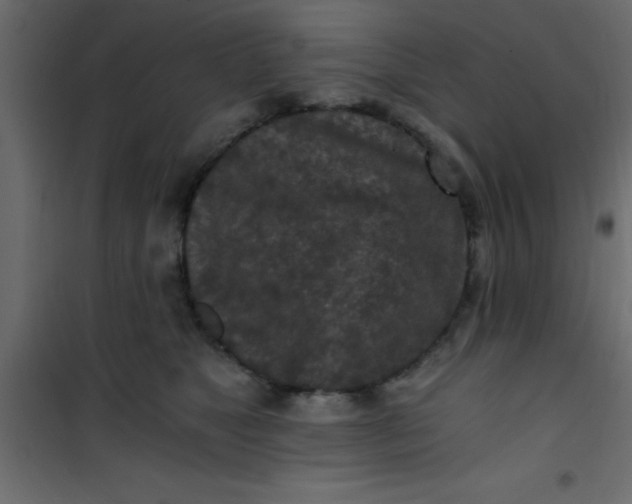 X0000101120517200807172003