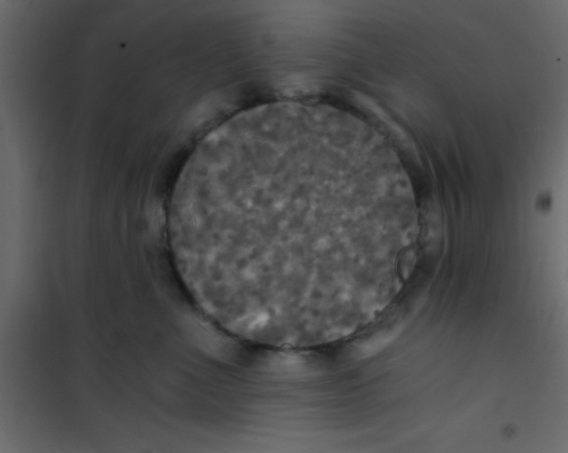 X0000101120523200807172003