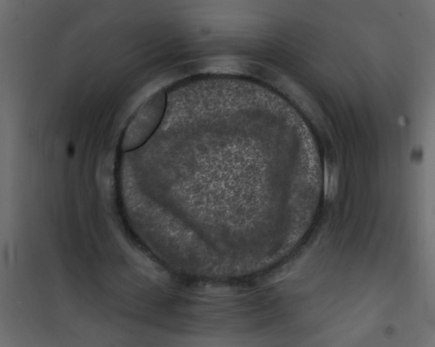 X0000101120531200807172002