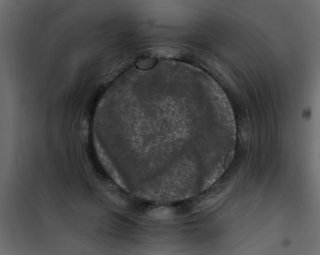 X0000101120551200807172002