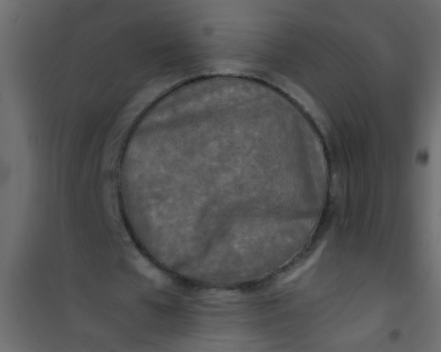 X0000101120577200807172002