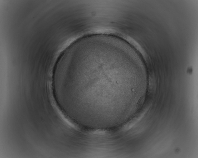 X0000101120581200807172002