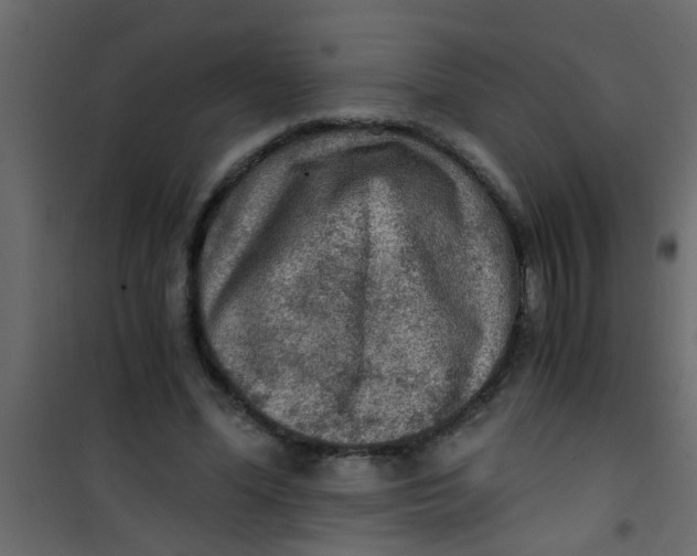 X0000101120588200807172002