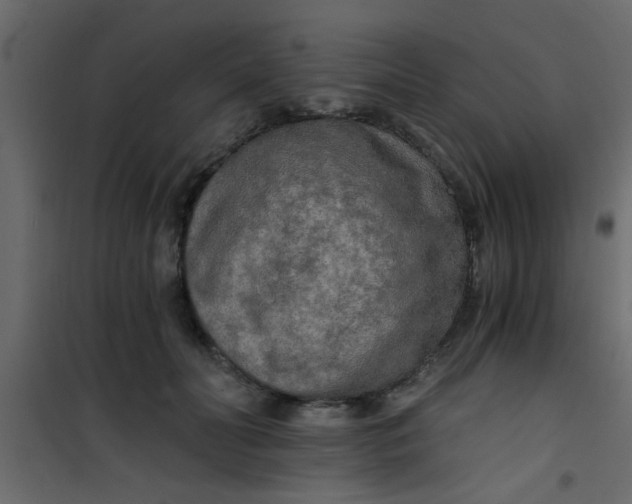 X0000101120606200807172002