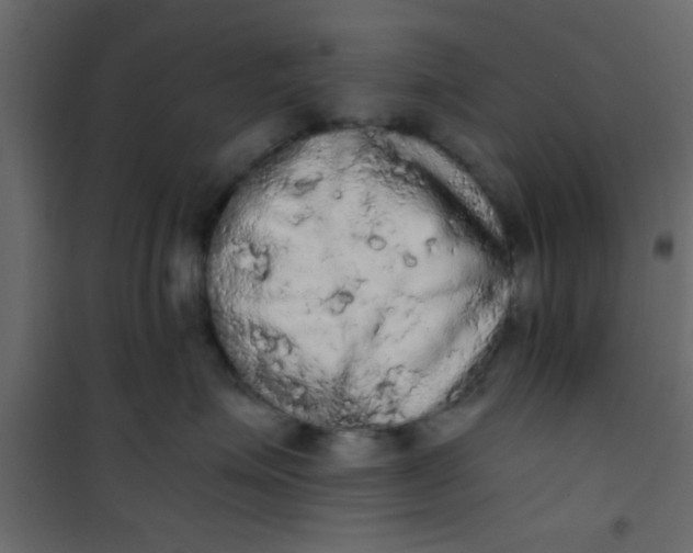 X0000101120623200807172001
