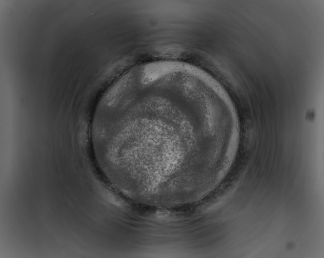 X0000101120641200807172001