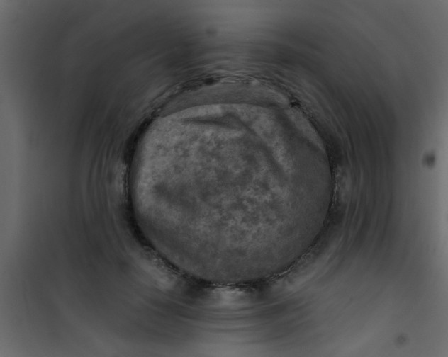X0000101120650200807172001
