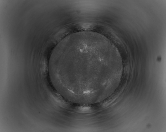 X0000101120651200807172001