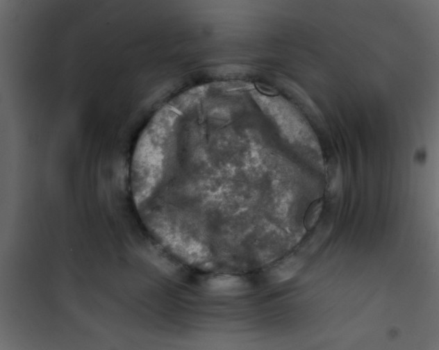 X0000101120669200807172001