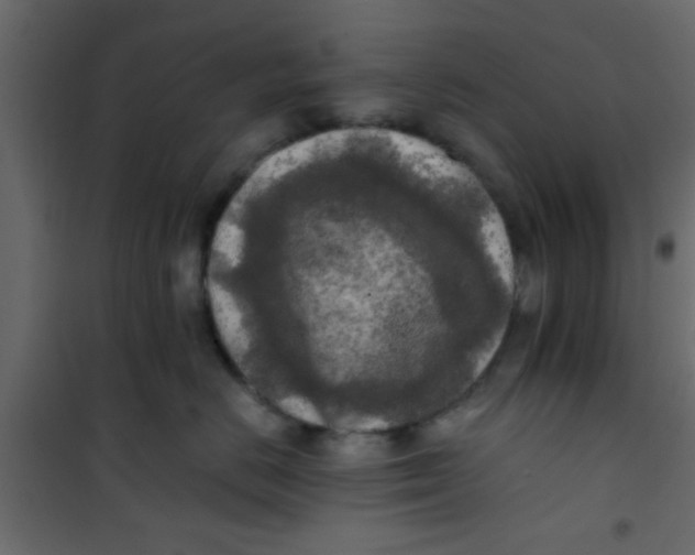 X0000101120670200807172001