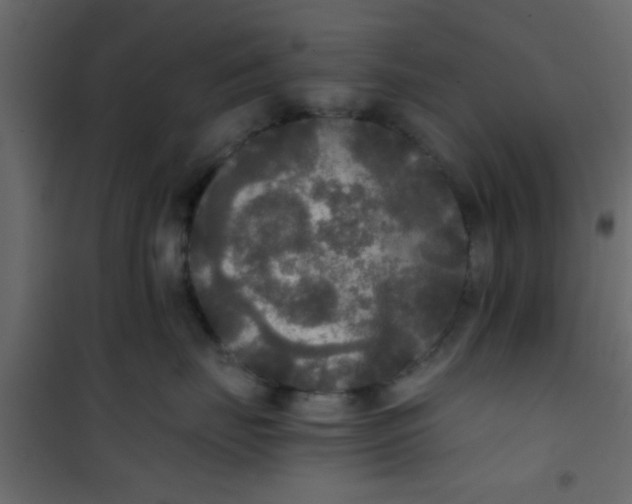 X0000101120671200807172001