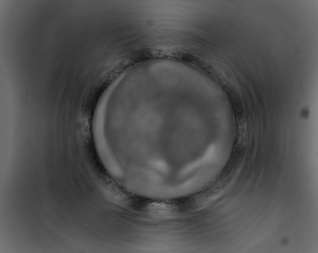 X0000101120699200807172000