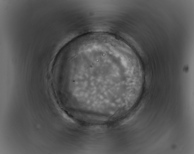 X0000101120721200807171959