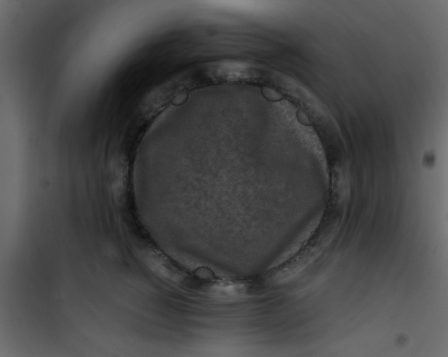X0000101120760200807172000