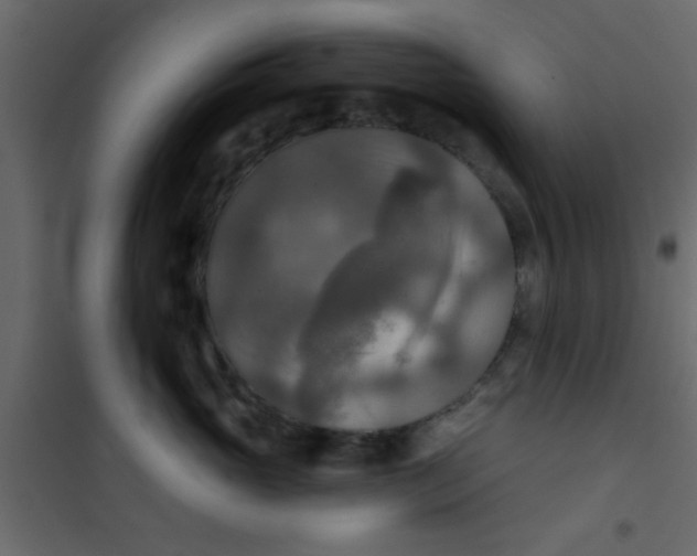 X0000101120765200807172000
