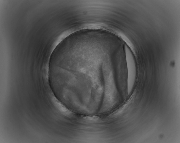 X0000101120994200807171955