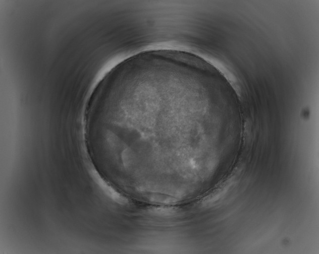 X0000101120998200807171955