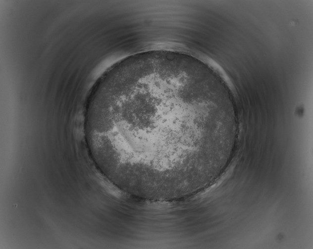X0000101121019200807171955