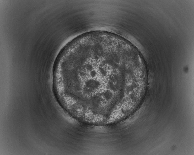 X0000101121028200807171955