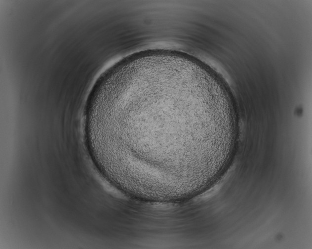 X0000101121029200807171955