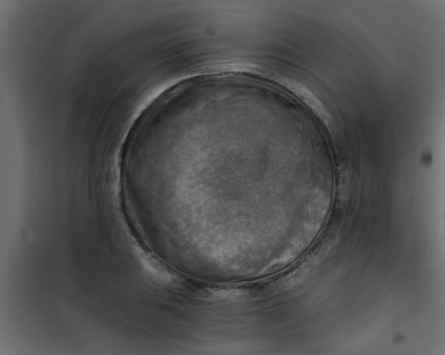 X0000101121031200807171955
