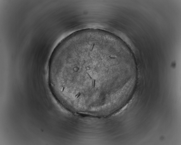 X0000101121032200807171955