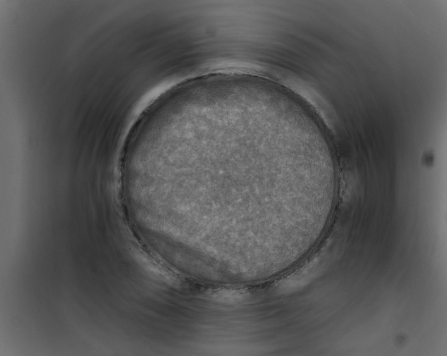 X0000101121074200807171954